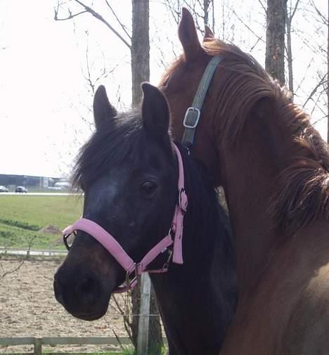 Anden særlig race Beauty †RIP† - Beauty og Zürich dag 2 jeg havde hende - taget den 21/4-07 - Fotograf: Mig billede 8