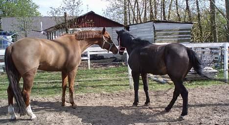 Anden særlig race Beauty †RIP† - Beauty og Zylle der siger hej til hinanden :) - Taget den 21/4-07 - Fotograf: Mig billede 10