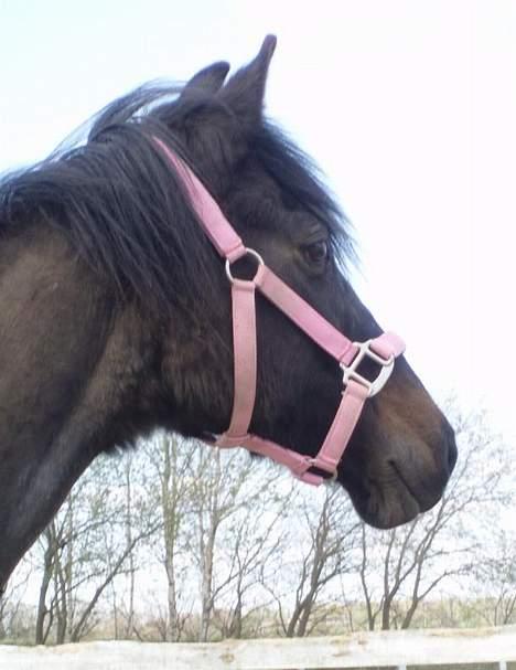 Anden særlig race Beauty †RIP† - taget den 21/4-07 - Fotograf: Mig - Fotograf: Mig billede 11