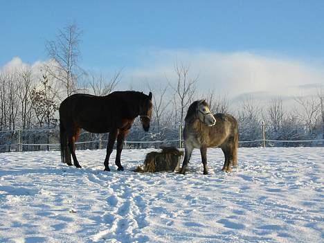 Welsh Mountain (sec A) Chopins Felix - Undri og Felix i sneen billede 5