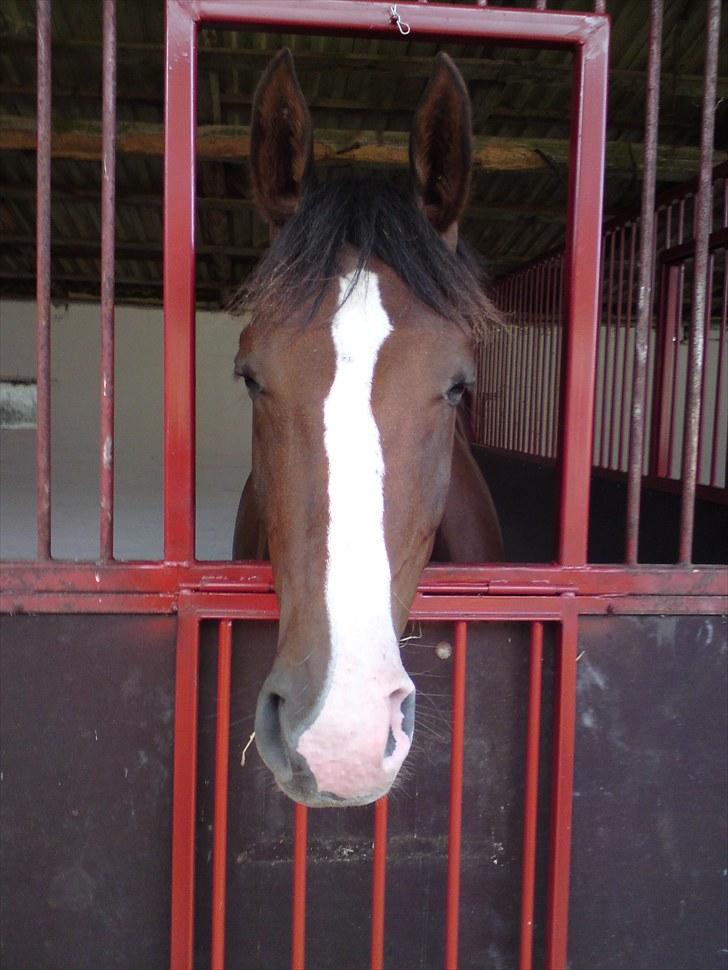 Dansk Varmblod Donna May Z billede 1