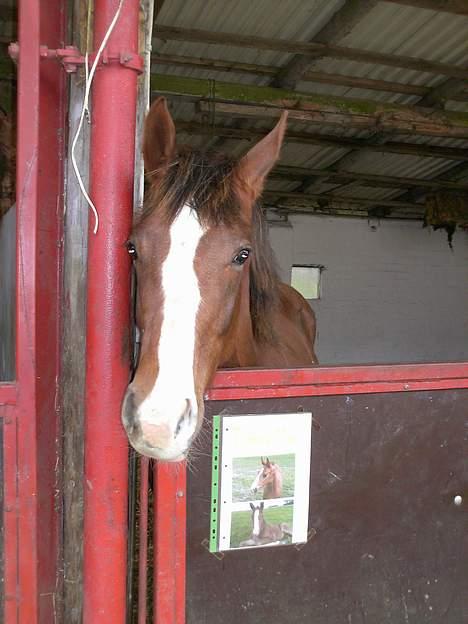 Dansk Varmblod Donna May Z billede 2