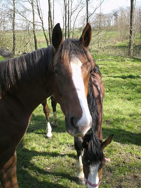 Dansk Varmblod Donna May Z billede 3