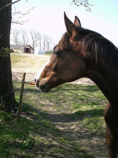 Dansk Varmblod Donna May Z billede 4