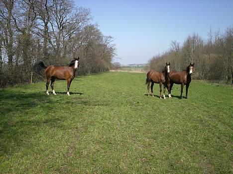 Dansk Varmblod Donna May Z billede 5