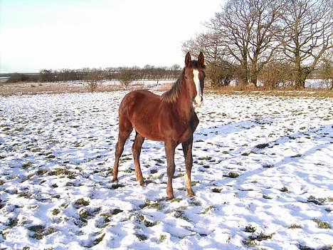 Dansk Varmblod Donna May Z billede 6