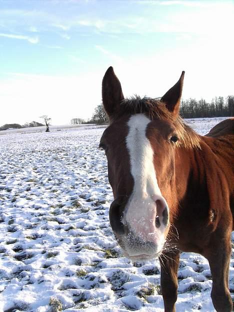 Dansk Varmblod Donna May Z billede 7