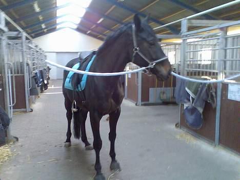 Hannoveraner Dream-Star billede 19