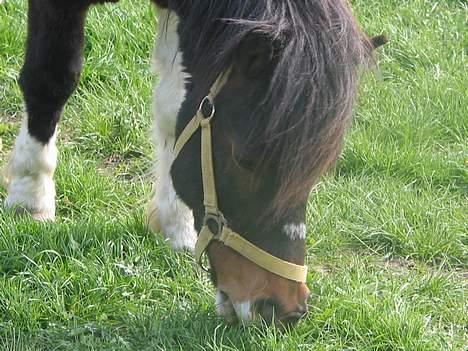 Anden særlig race plys billede 10