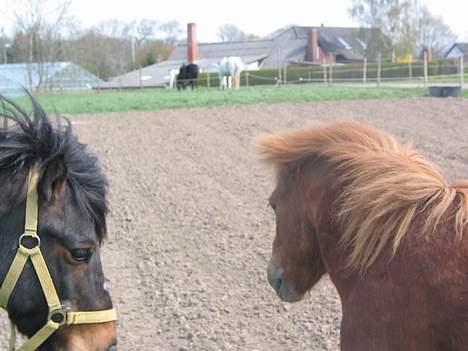 Anden særlig race plys billede 11