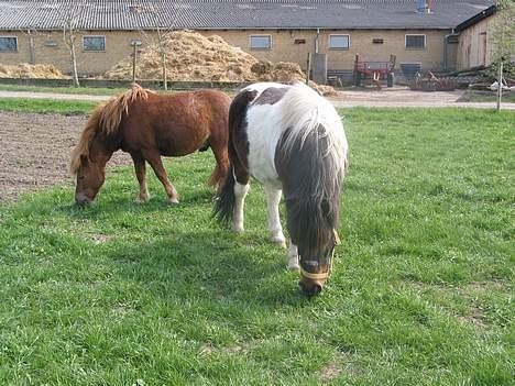 Anden særlig race plys billede 12