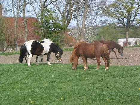 Anden særlig race plys billede 13