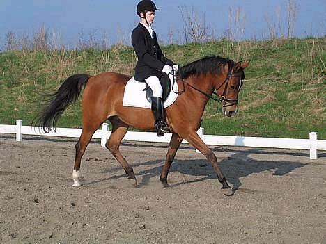 Arabisk fuldblod (OX) Emma ox (solgt) - stævne i randers 2005 billede 18