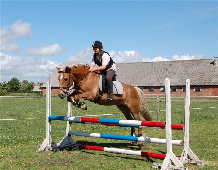 Haflinger Agent 007 - #20 Vibeke og Agent juni 08 billede 20