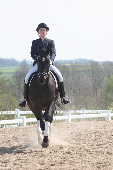 Dansk Varmblod carello "Solgt" billede 7