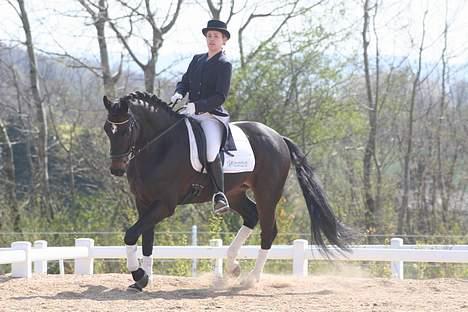 Dansk Varmblod carello "Solgt" billede 8