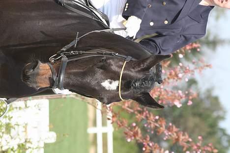 Dansk Varmblod carello "Solgt" billede 9