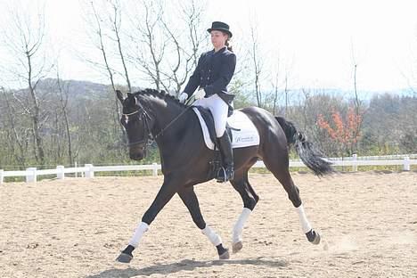 Dansk Varmblod carello "Solgt" - da jeg rider med stævne tøj her hjemme!!  billede 10