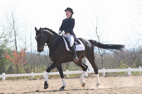 Dansk Varmblod carello "Solgt" billede 11