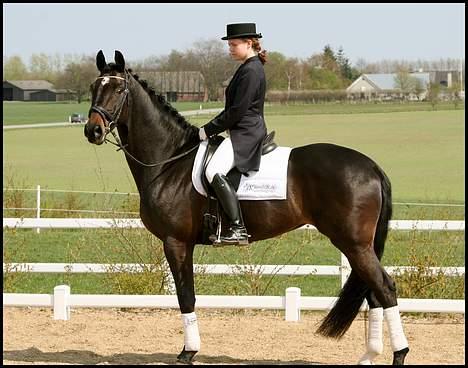 Dansk Varmblod carello "Solgt" billede 12