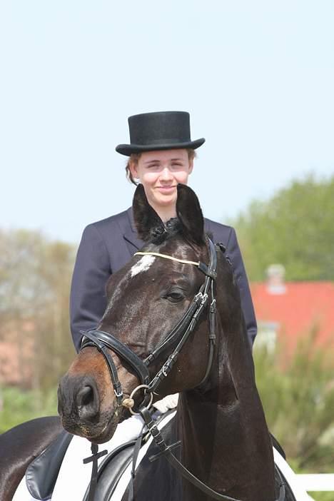 Dansk Varmblod carello "Solgt" billede 13