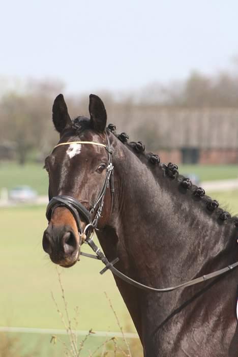 Dansk Varmblod carello "Solgt" billede 14