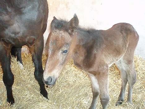 Anden særlig race Korshøjs Cleopatra(R.I.P) - Helt ny og lille <3 billede 1