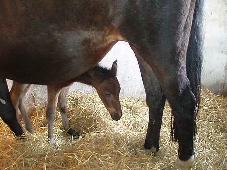 Anden særlig race Korshøjs Cleopatra(R.I.P) - Hvor var det nu liige mælken blev af ? billede 9