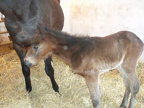 Anden særlig race Korshøjs Cleopatra(R.I.P) - Smuksak  billede 11