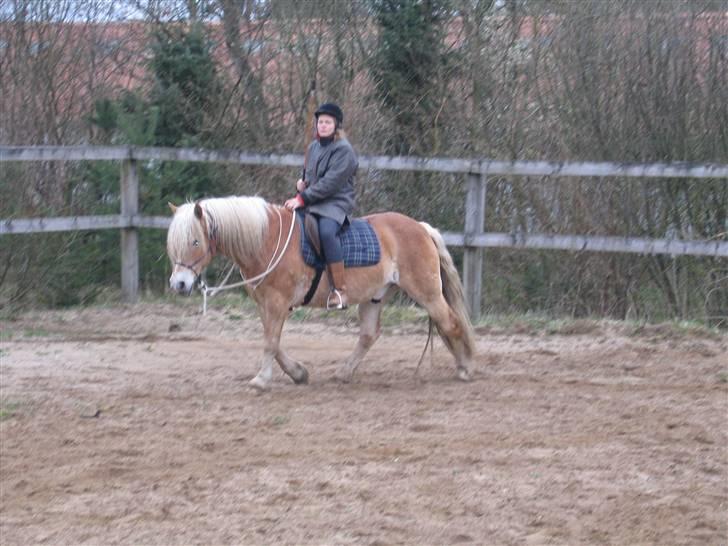 Tyroler Haflinger Alladin billede 2