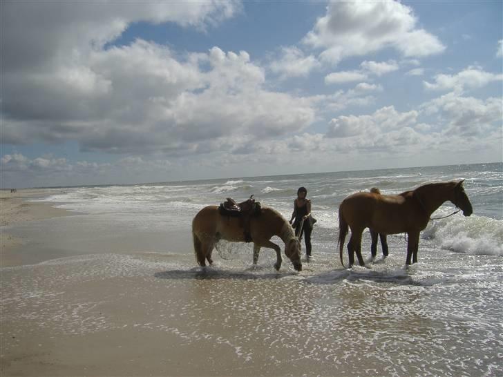 Tyroler Haflinger Alladin billede 3