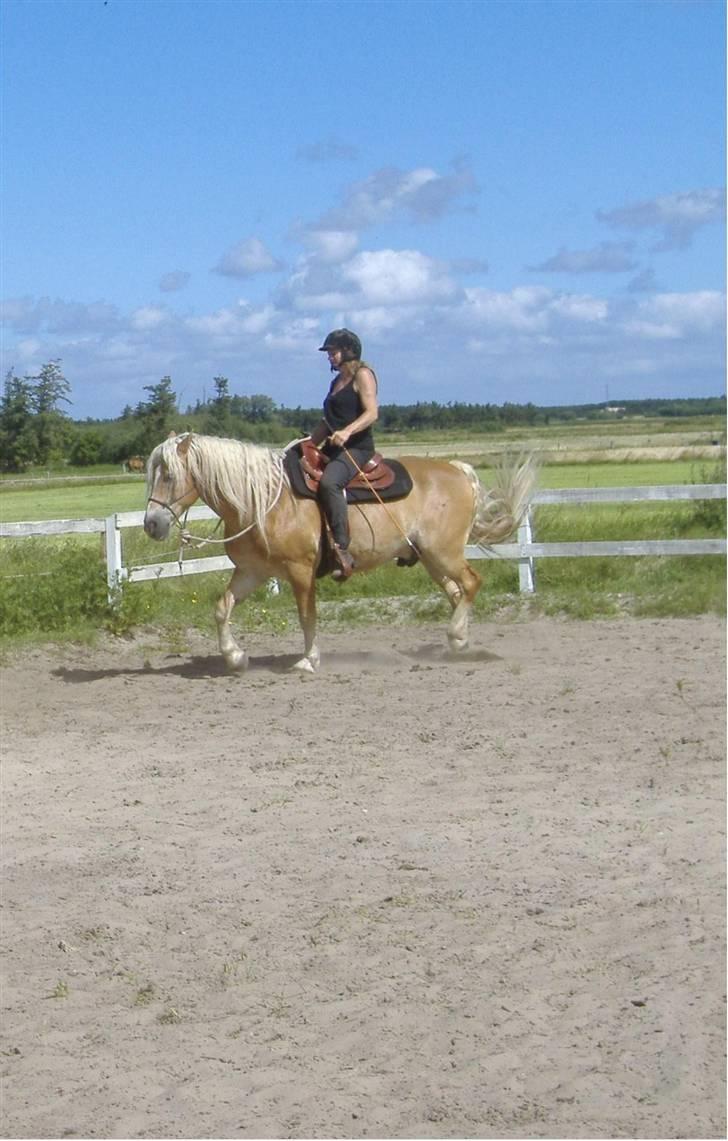 Tyroler Haflinger Alladin billede 4