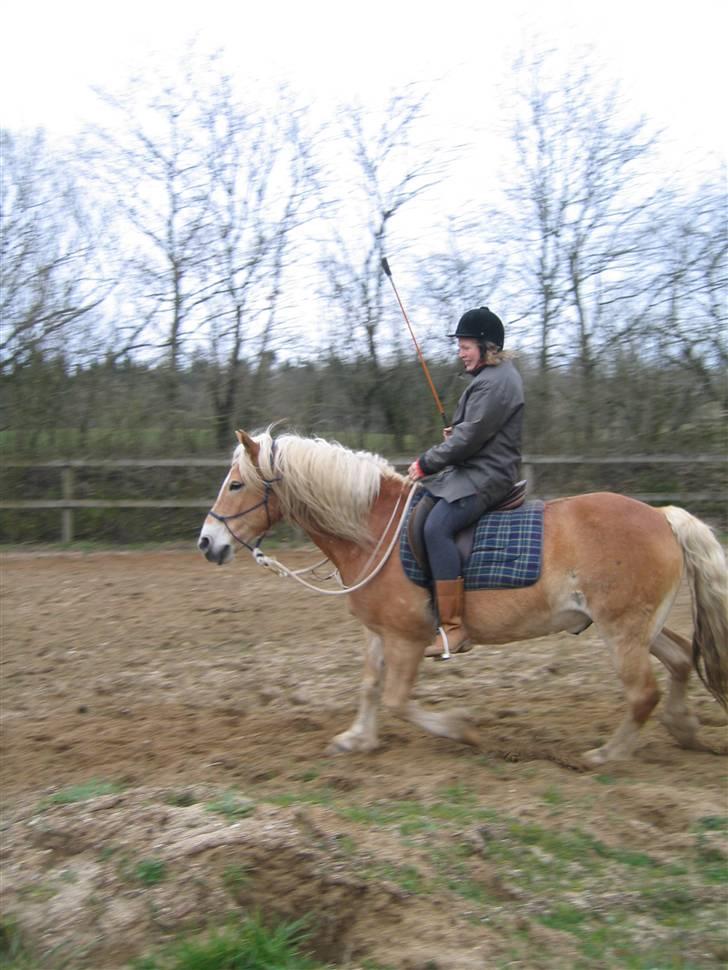 Tyroler Haflinger Alladin billede 5