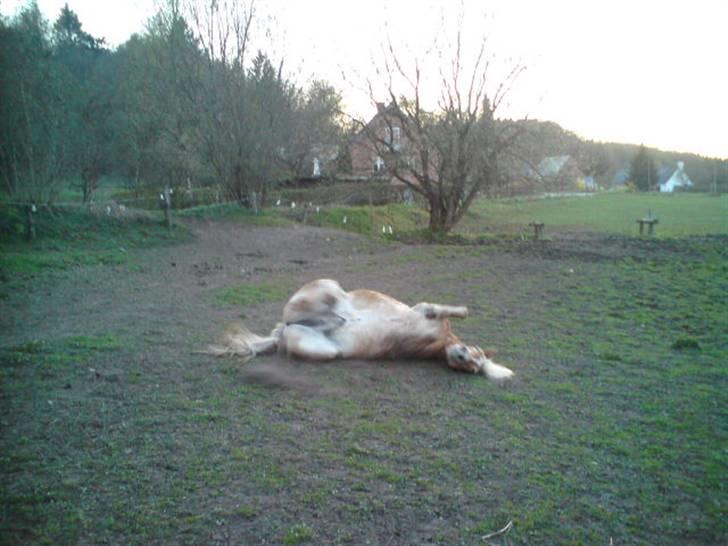 Tyroler Haflinger Alladin billede 9