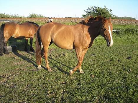 DSP Safirs Laika - Laika sommeren 2006, Stald Leergården billede 2