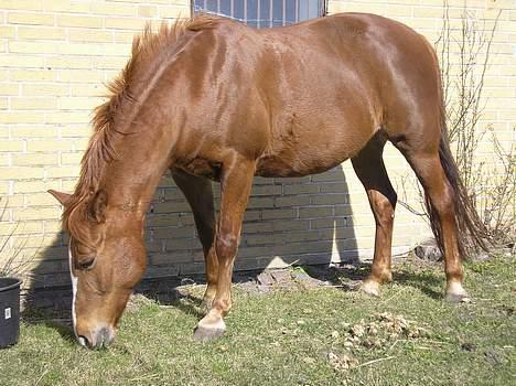 DSP Safirs Laika billede 3