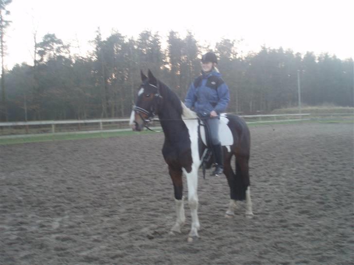 Pinto Korshøjs Wholly Cæsar - Igen <3 billede 7