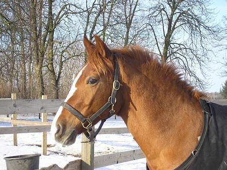 DSP Safirs Laika billede 4