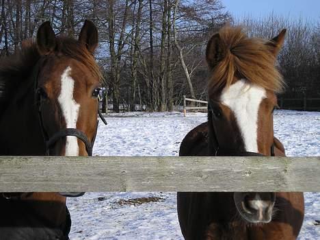 DSP Safirs Laika - Laika og hendes føl "Supastar", Stald Leergården vinter 2006 billede 5