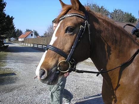 DSP Safirs Laika billede 6