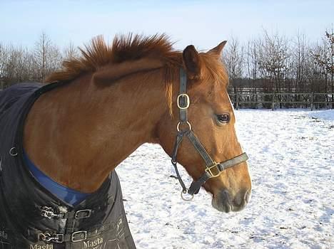 DSP Safirs Laika billede 8