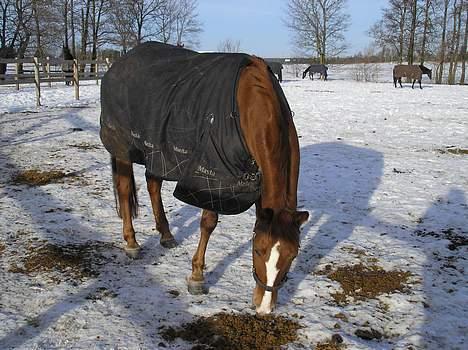 DSP Safirs Laika billede 9