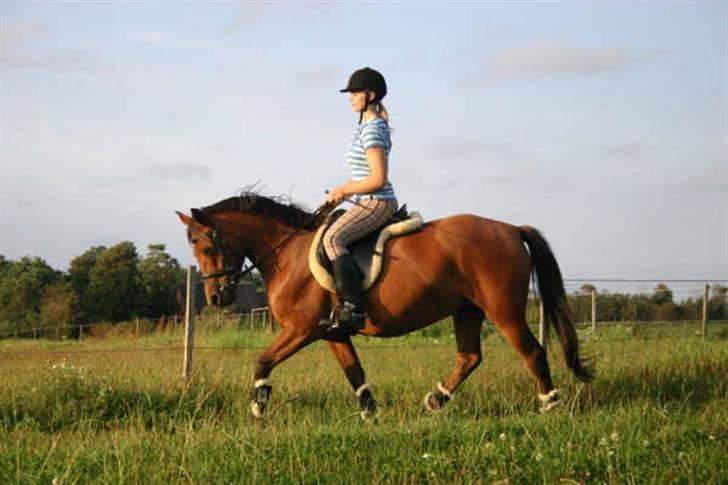 Anden særlig race Shagya (solgt) -  Ride dag hos marianne Eiby billede 18