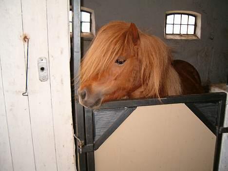 Shetlænder Mosbækminde Giselle  billede 17