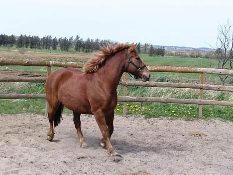 Anden særlig race Tilde (Tidl. hest) SOLGT - Tilde i round pennen  billede 6
