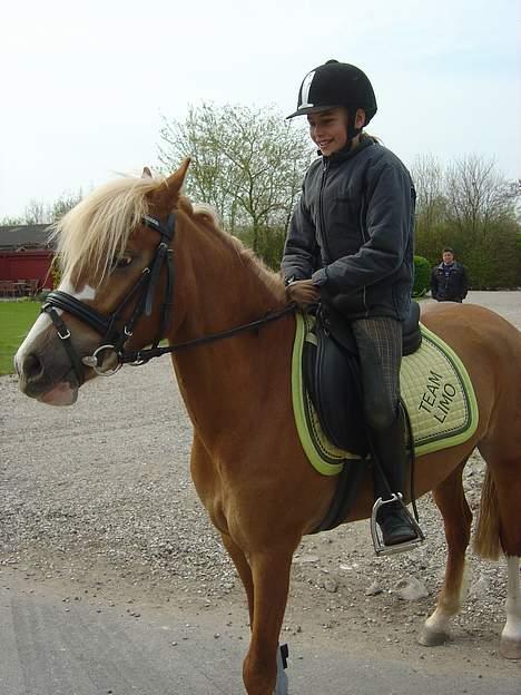 Welsh Pony (sec B) Wandus Lady - på vej ned til starden venter  billede 8