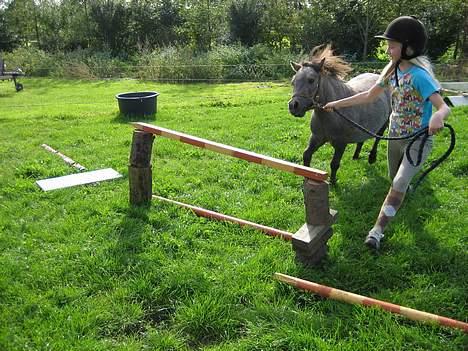 Shetlænder Hollyday (solgt) - hollyday gør klar til at springe [fotograf: louise min vennide] billede 9