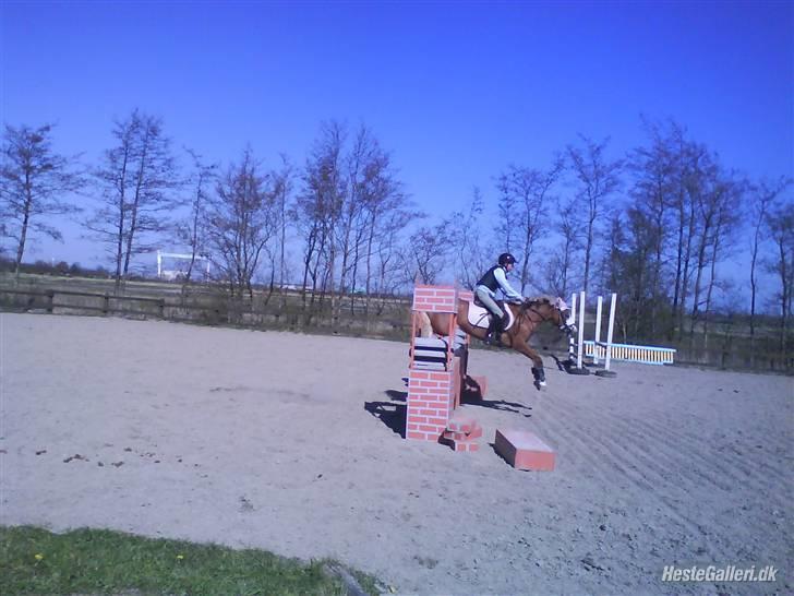 Welsh Pony (sec B) Wandus Lady - heh mussen billede 10