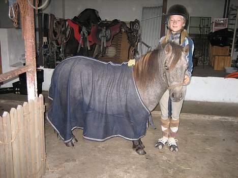 Shetlænder Hollyday (solgt) - hollyday som ridder-pony det tæppe han har på er meget for stort det er til en anden pony jeg har hehe[fotograf: asta min vennide] billede 10