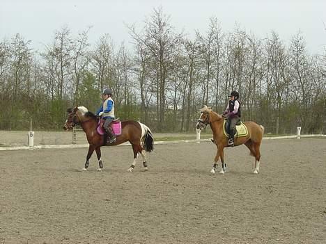 Welsh Pony (sec B) Wandus Lady - kongens efterfløger heheh nej undervinig  billede 11